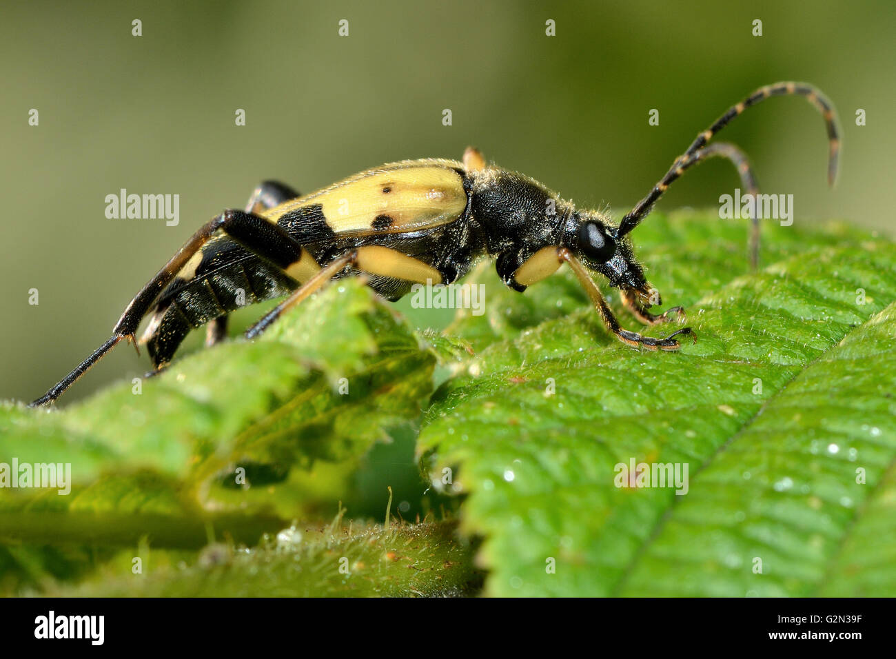 Spotted longhorn beetle (Rutpela maculata). Yellow and black insect in the family Cerambycidae, with extremely long antennae Stock Photo