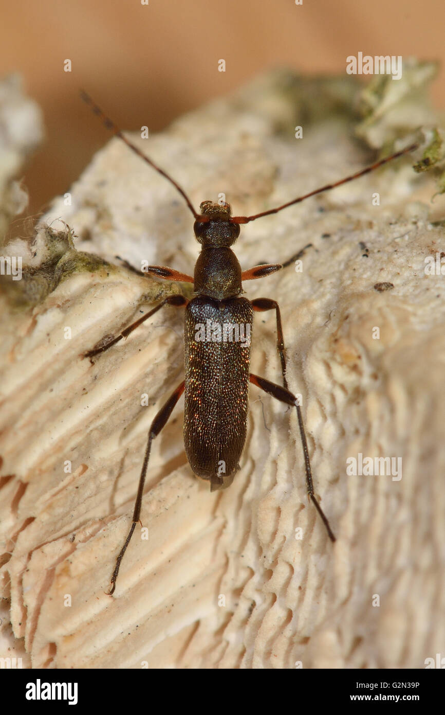 Grammoptera ruficornis longhorn beetle. Small insect in the family Cerambycidae, characterised by extremely long antennae Stock Photo