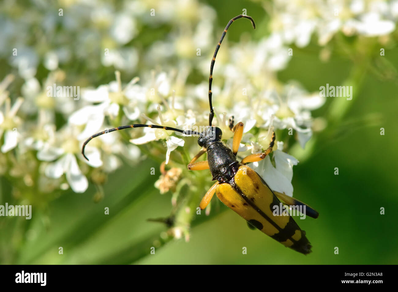 Spotted longhorn beetle (Rutpela maculata) nectaring. Yellow and black insect in the family Cerambycidae, with long antennae Stock Photo
