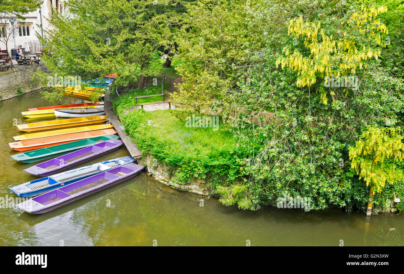 MULTI COLOURED PUNTS AND LABERNUM TREE IN FLOWER ON THE RIVER CHERWELL AT MAGDALEN BRIDGE OXFORD CITY Stock Photo