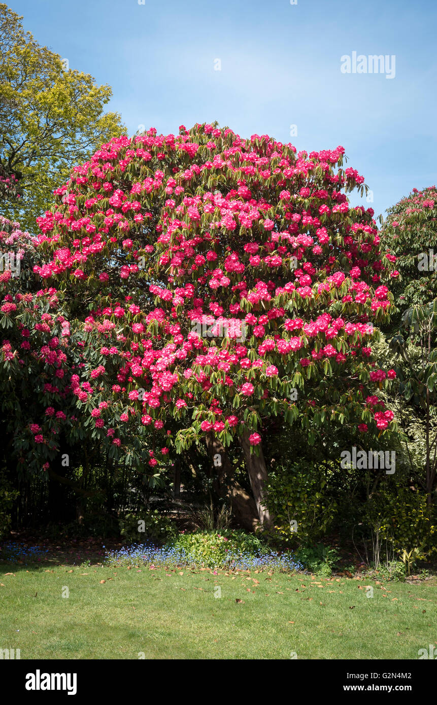 Rhododendron Cornish Red on Flora's Green at Heligan Cornwall UK Stock Photo