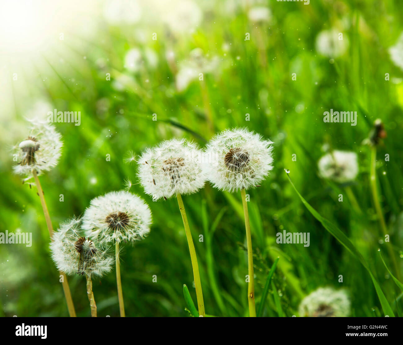 Dandelions delicate flowers in the sunlinght Stock Photo