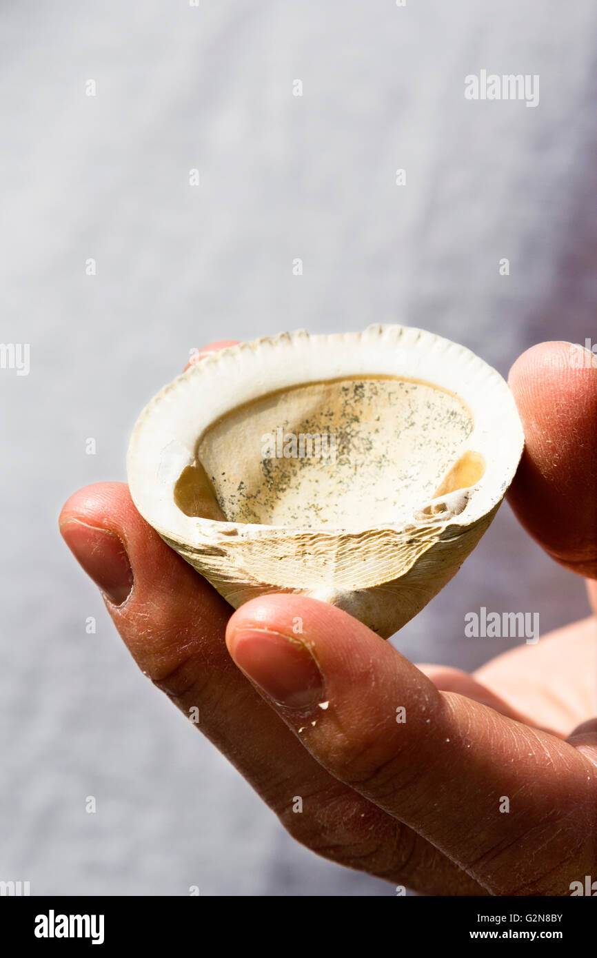 Man holding a fossil bivalve in his hand Stock Photo