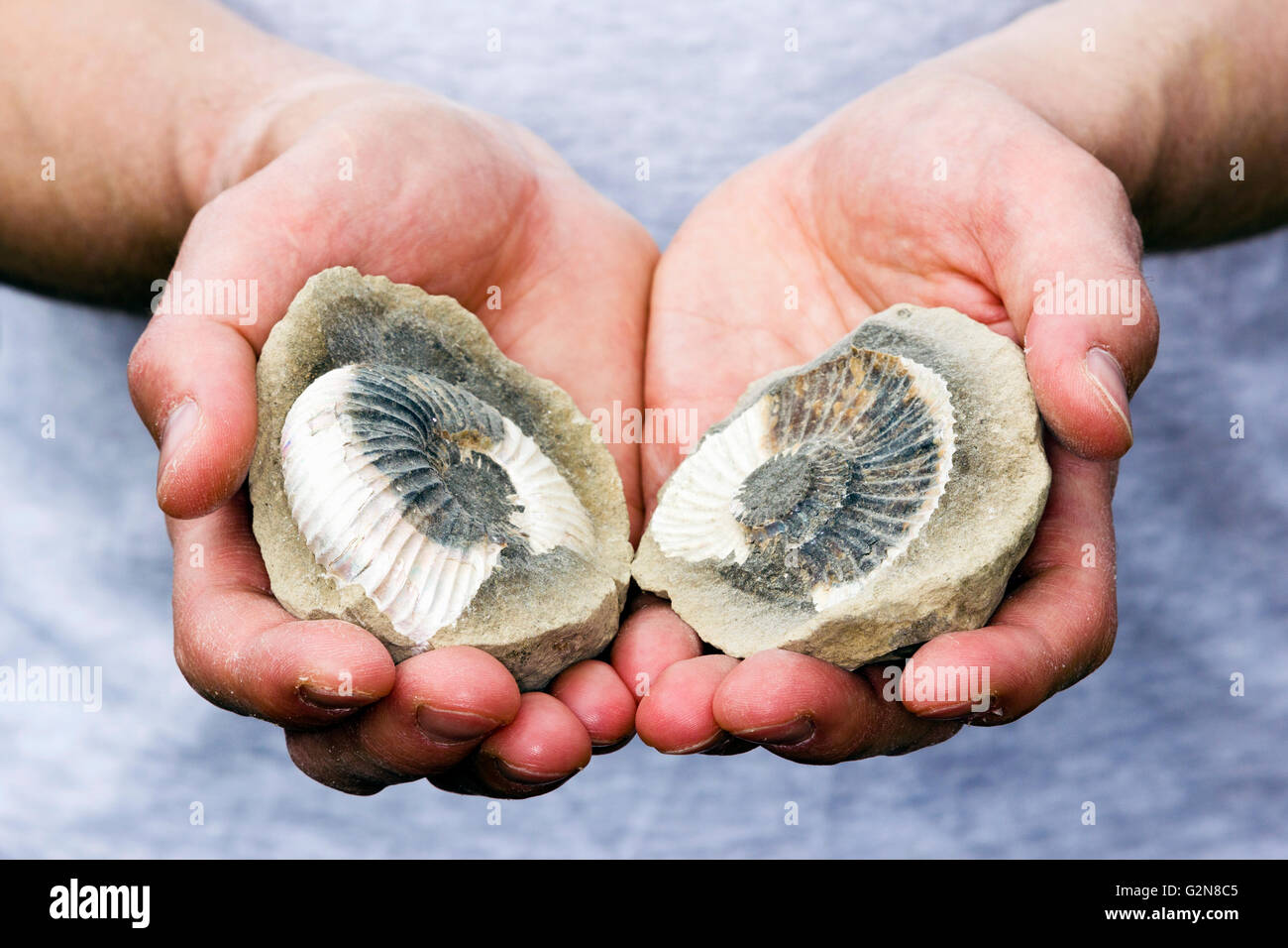 Ammonite cast hi-res stock photography and images - Alamy