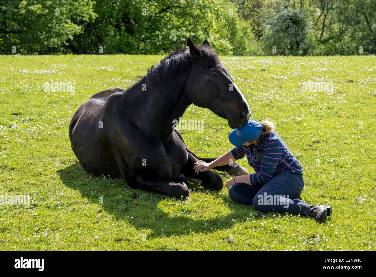 Horse lying down hires stock photography and images Alamy