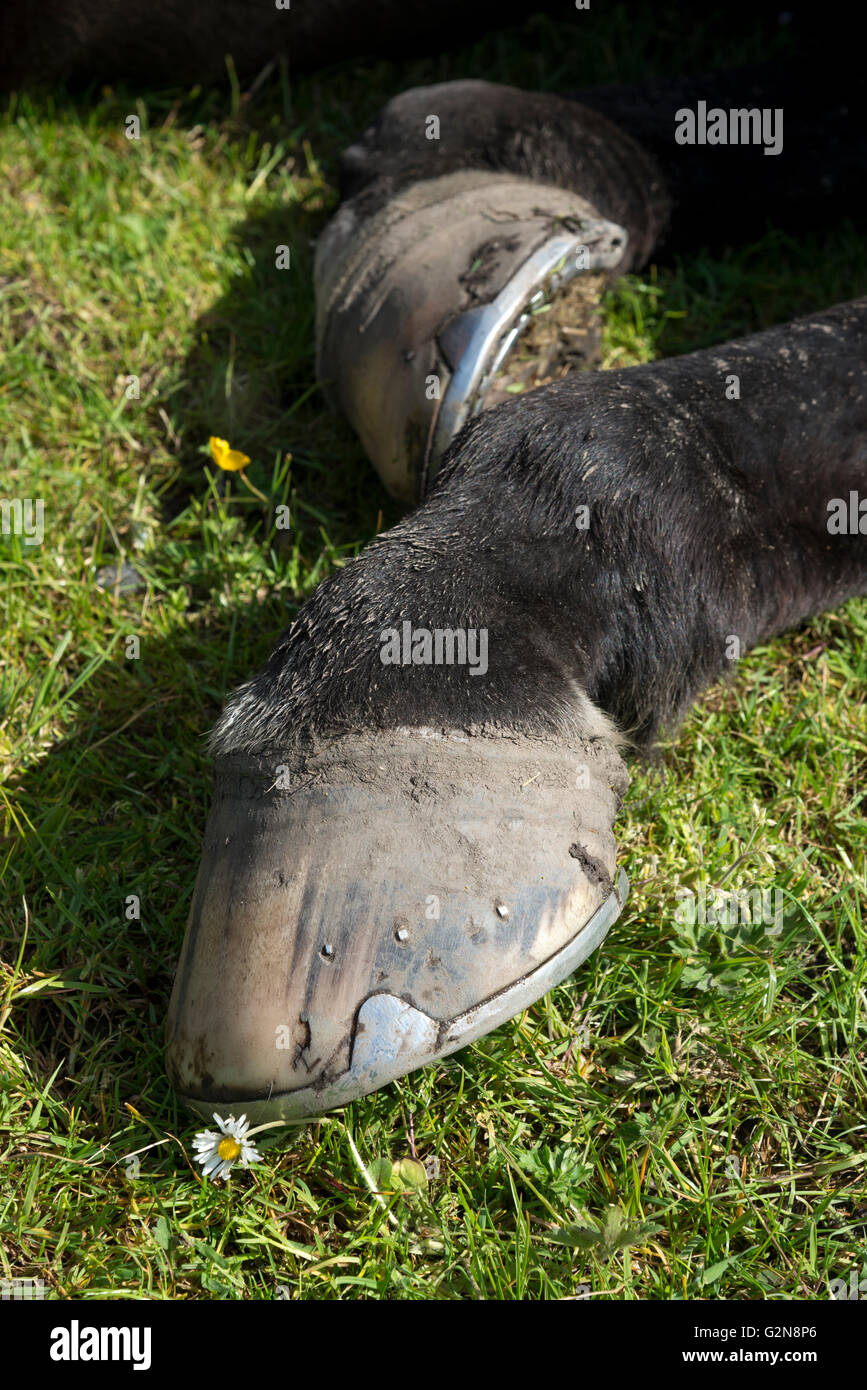 Close up of a dark horses legs and hoofs in a lying down position. Stock Photo