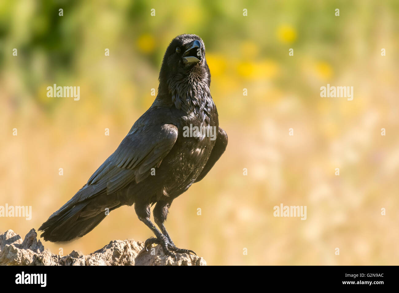Corax hi-res stock photography and images - Alamy