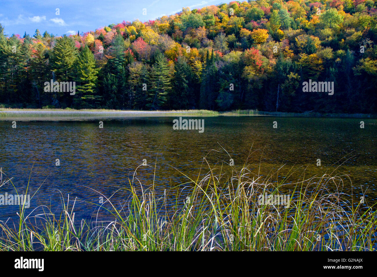 Fall foliage at Lake Elligo in Orleans County, Vermont, USA. Stock Photo