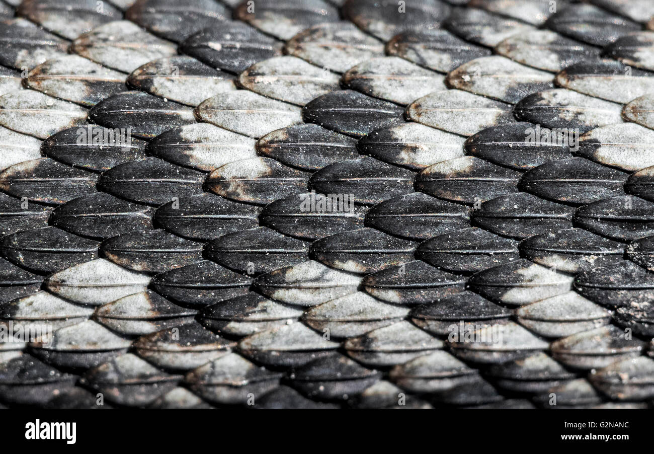 Common adder scales Stock Photo
