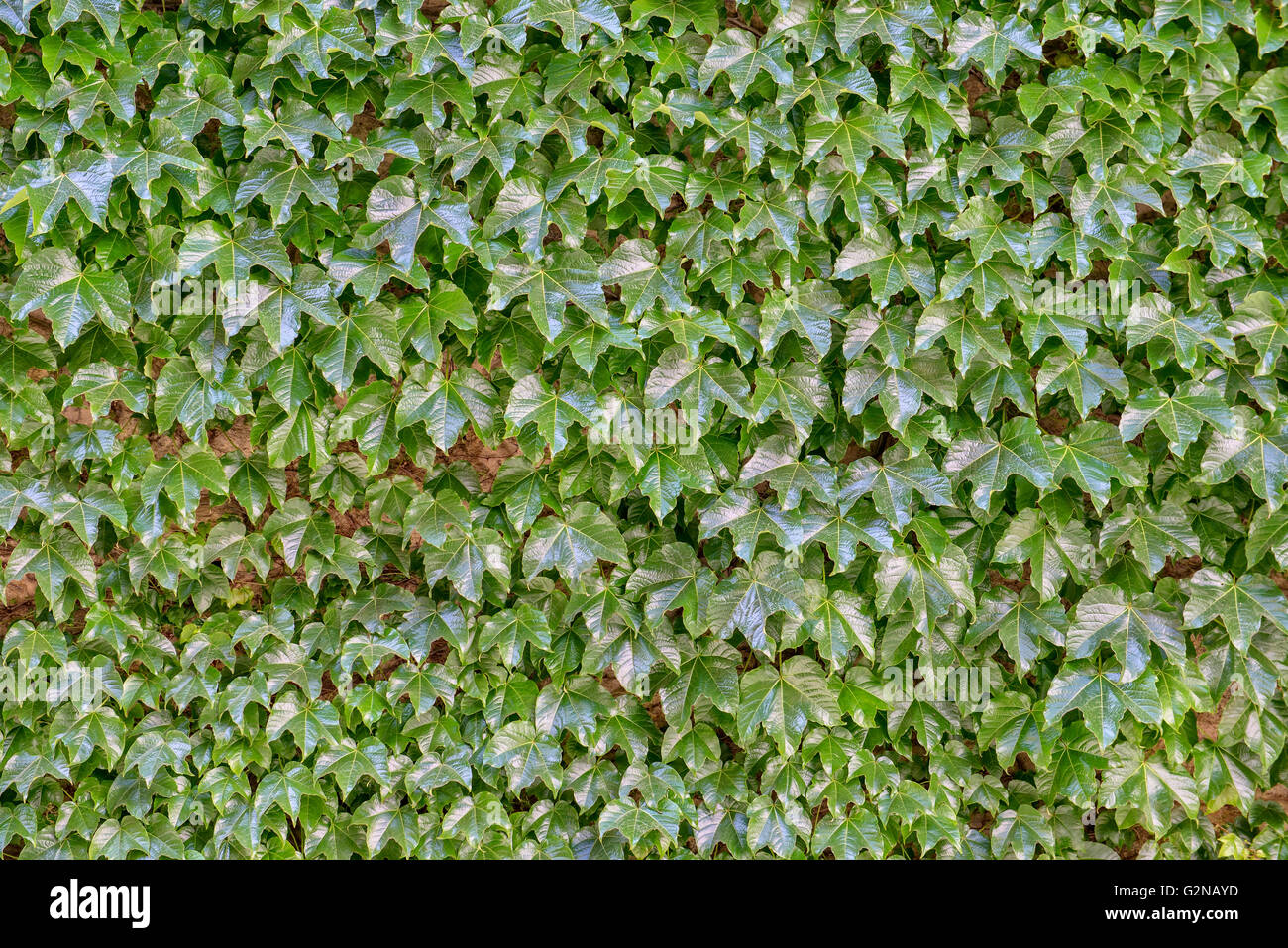 Ivy leaves covering a wall shine under sun Stock Photo Alamy