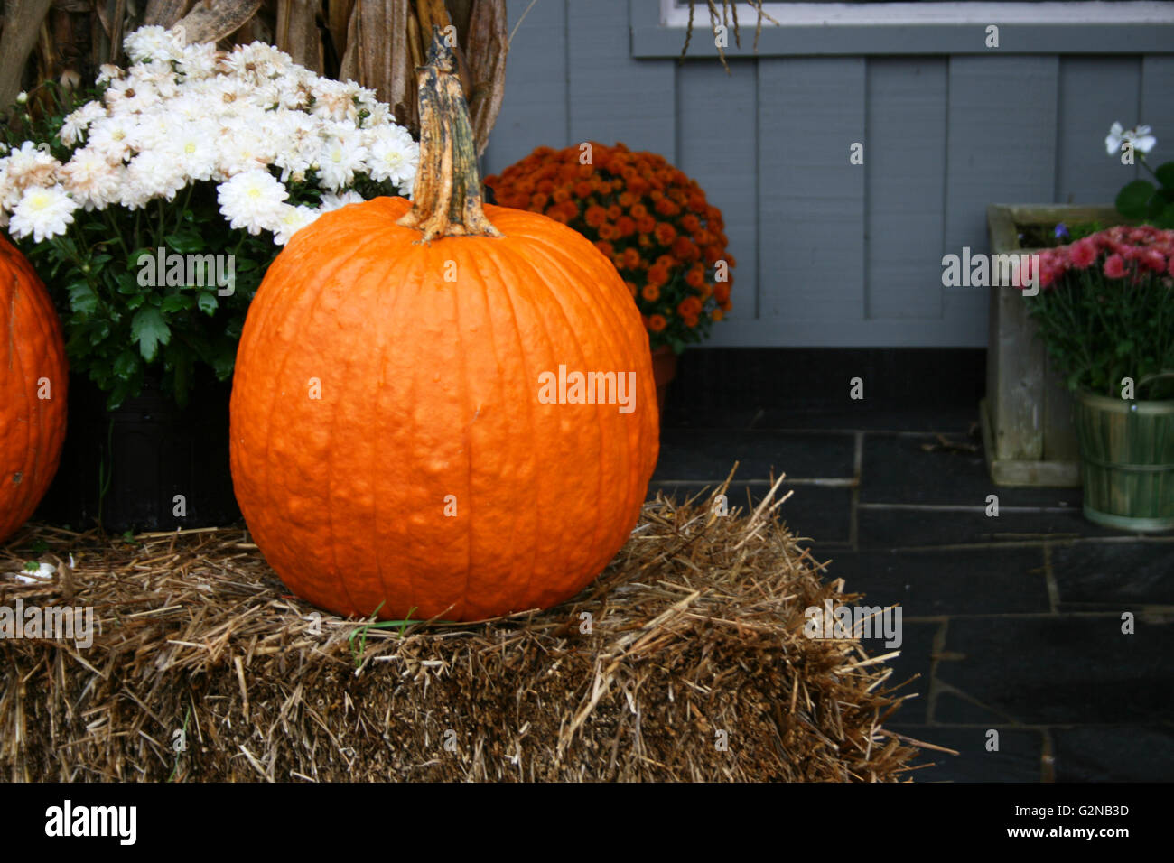 Orange pumpkin on a hay bale with white chrysanthemums and room for ...