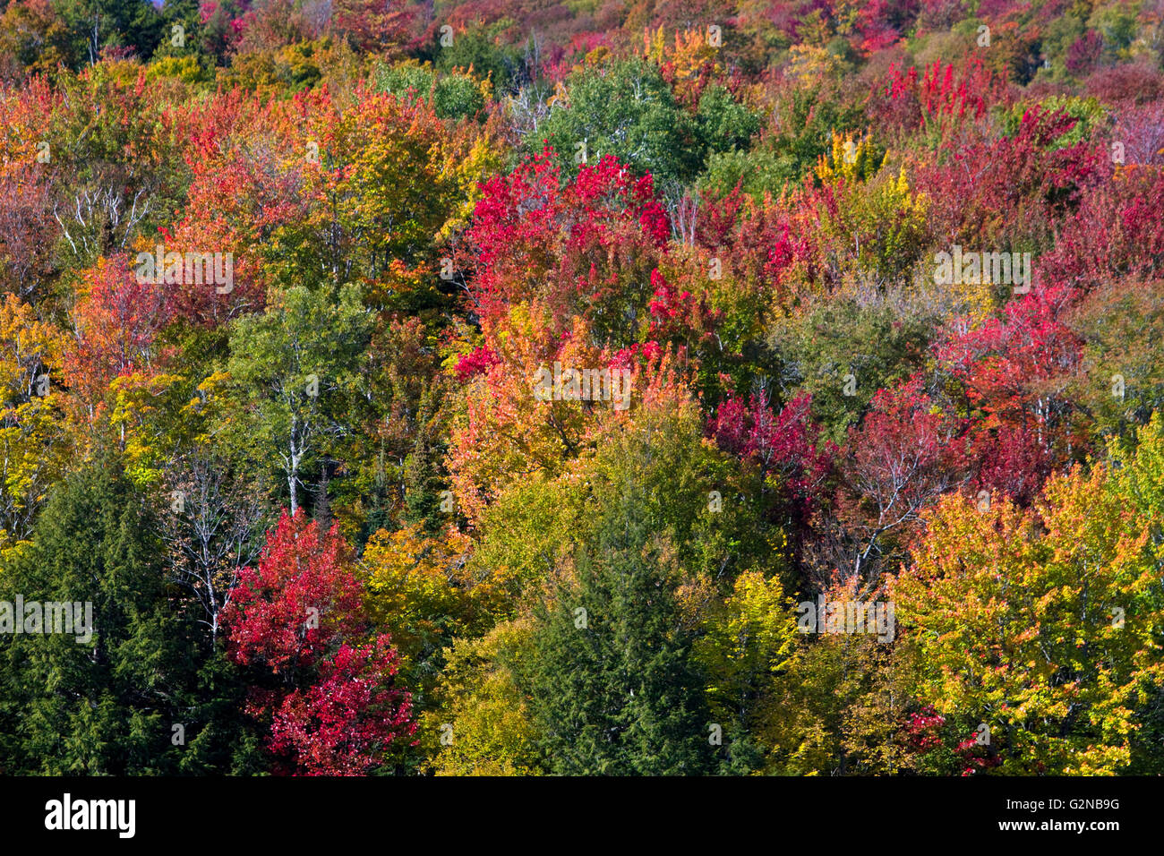 Fall foliage near Lake Elmore in Lamoille County, Vermont, USA. Stock Photo