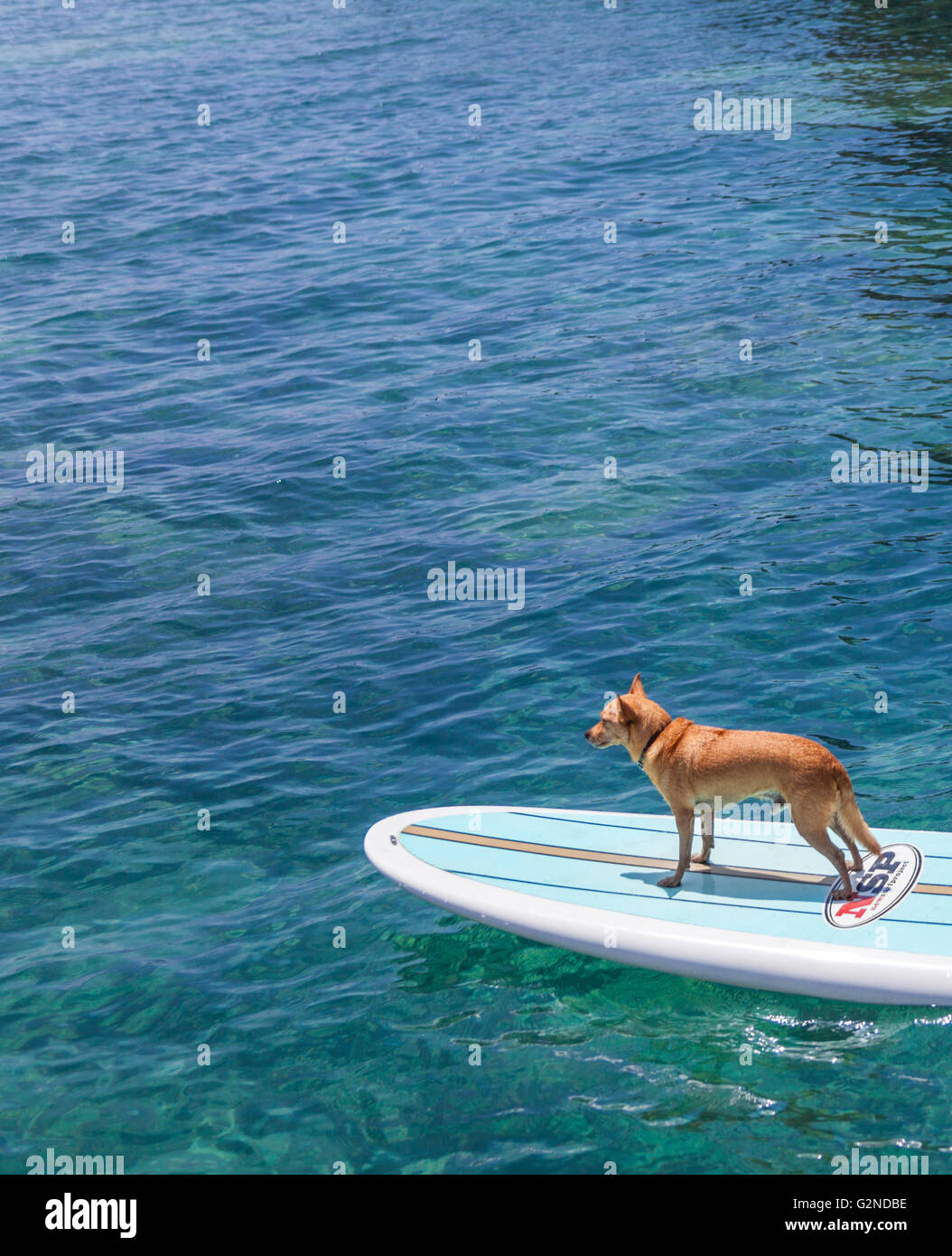 Little dog named Menehune on stand up paddle board on the Big Island of Hawaii Stock Photo