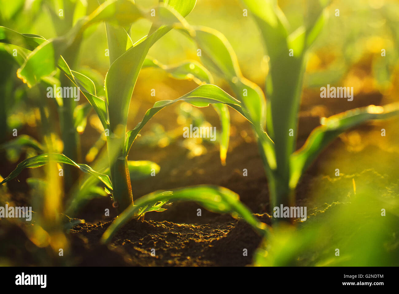 Corn crops growing in field, sunlight flare, selective focus Stock Photo