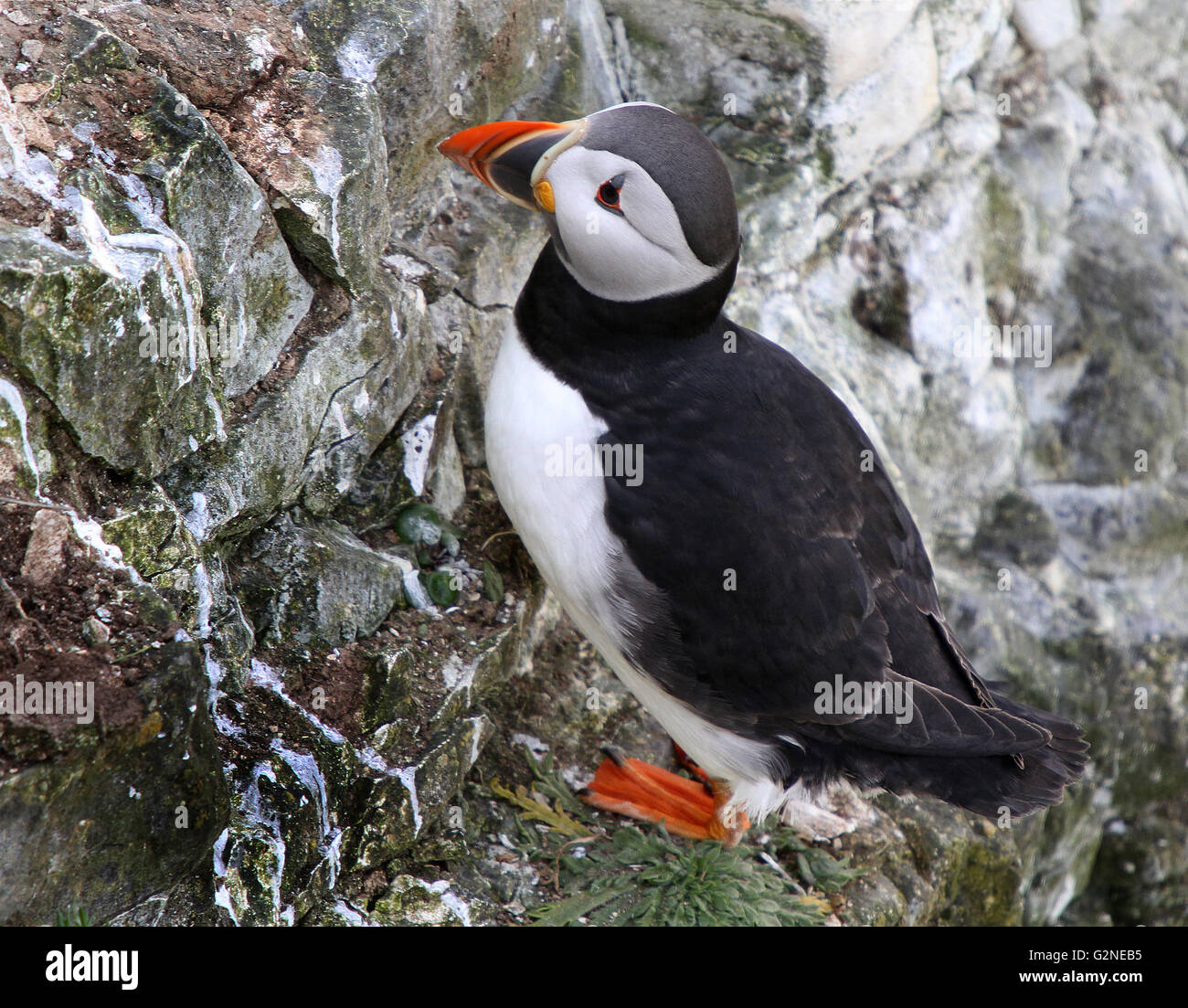 Puffins are any of three small species of alcids (auks) in the bird genus Fratercula with a brightly colored beak during the br Stock Photo
