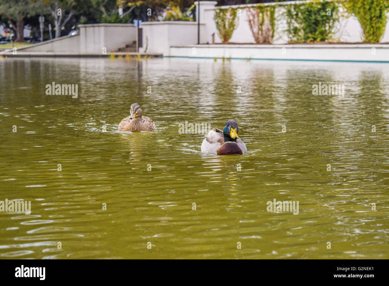 animal, background, beak, beverly, beverly hills, bird, blue, business