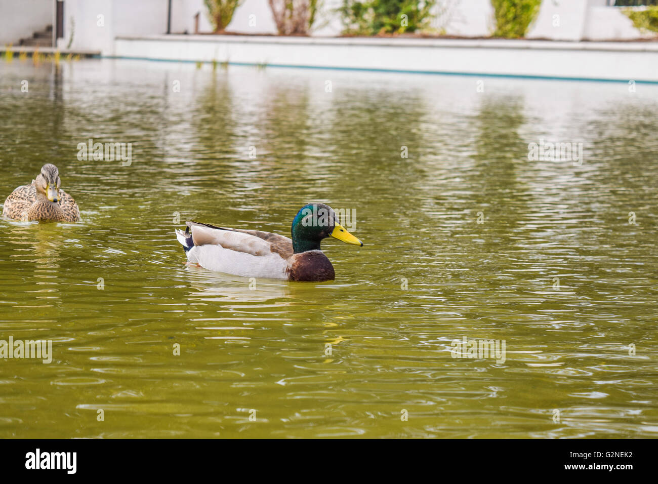 animal, background, beak, beverly, beverly hills, bird, blue, business