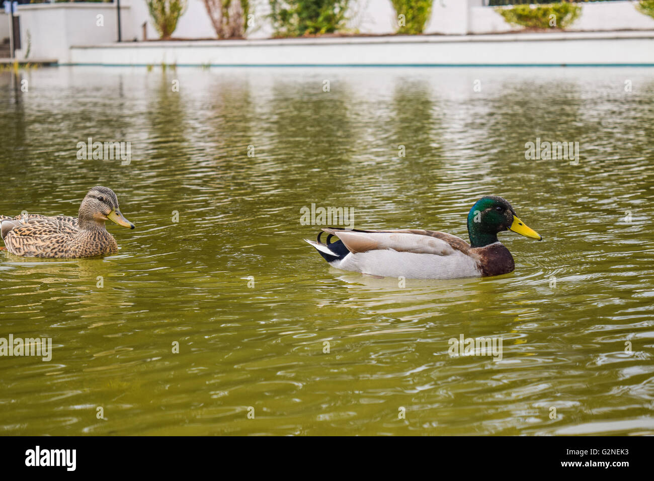 animal, background, beak, beverly, beverly hills, bird, blue, business
