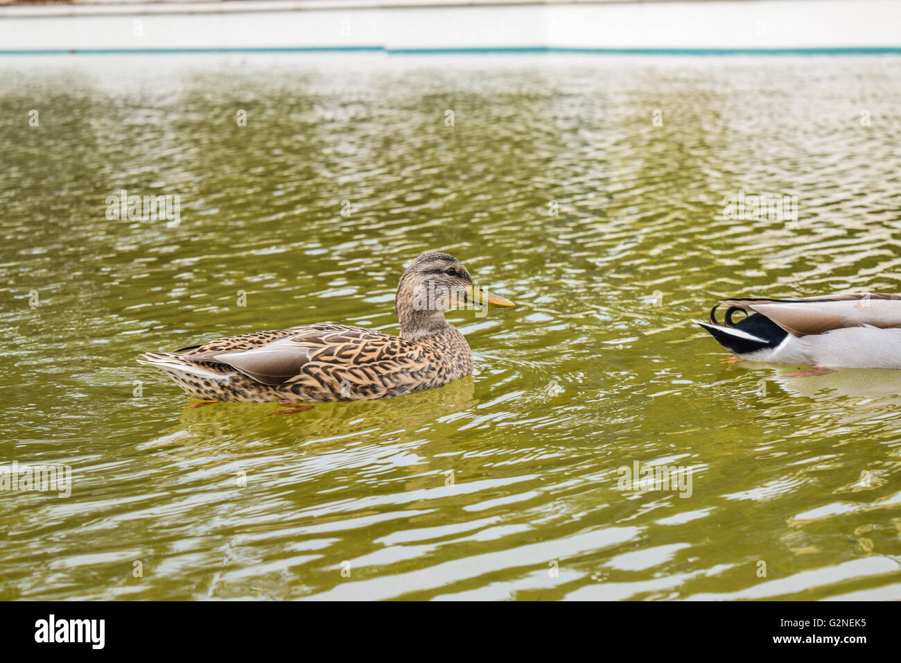 animal, background, beak, beverly, beverly hills, bird, blue, business