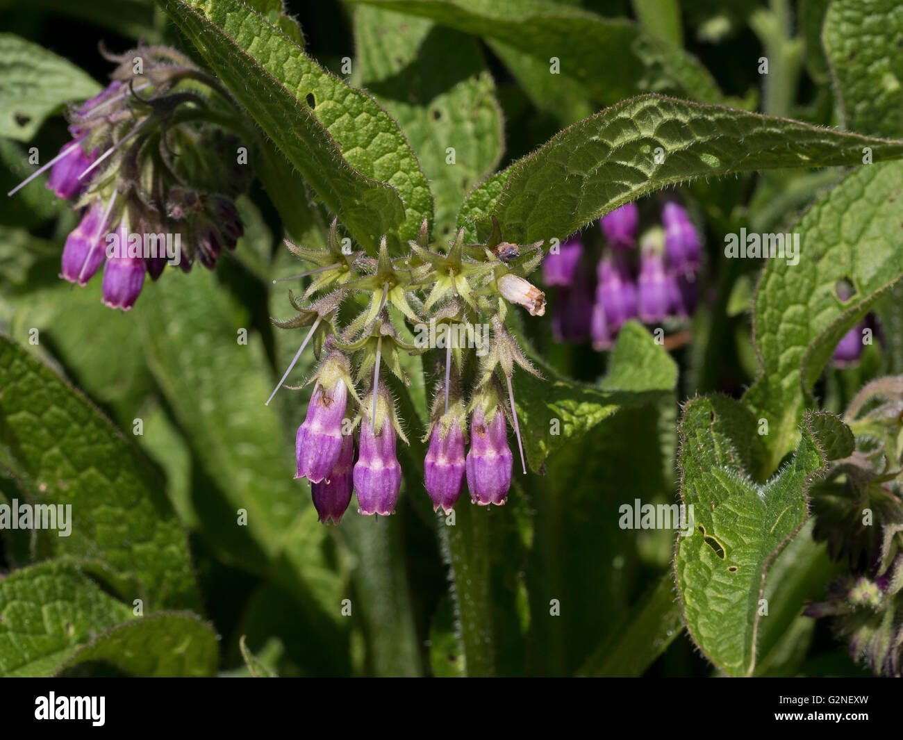 Flowers Of Symphytum Officinale Stock Photo Alamy flowers-of-symphytum-officinale-stock-photo-alamy