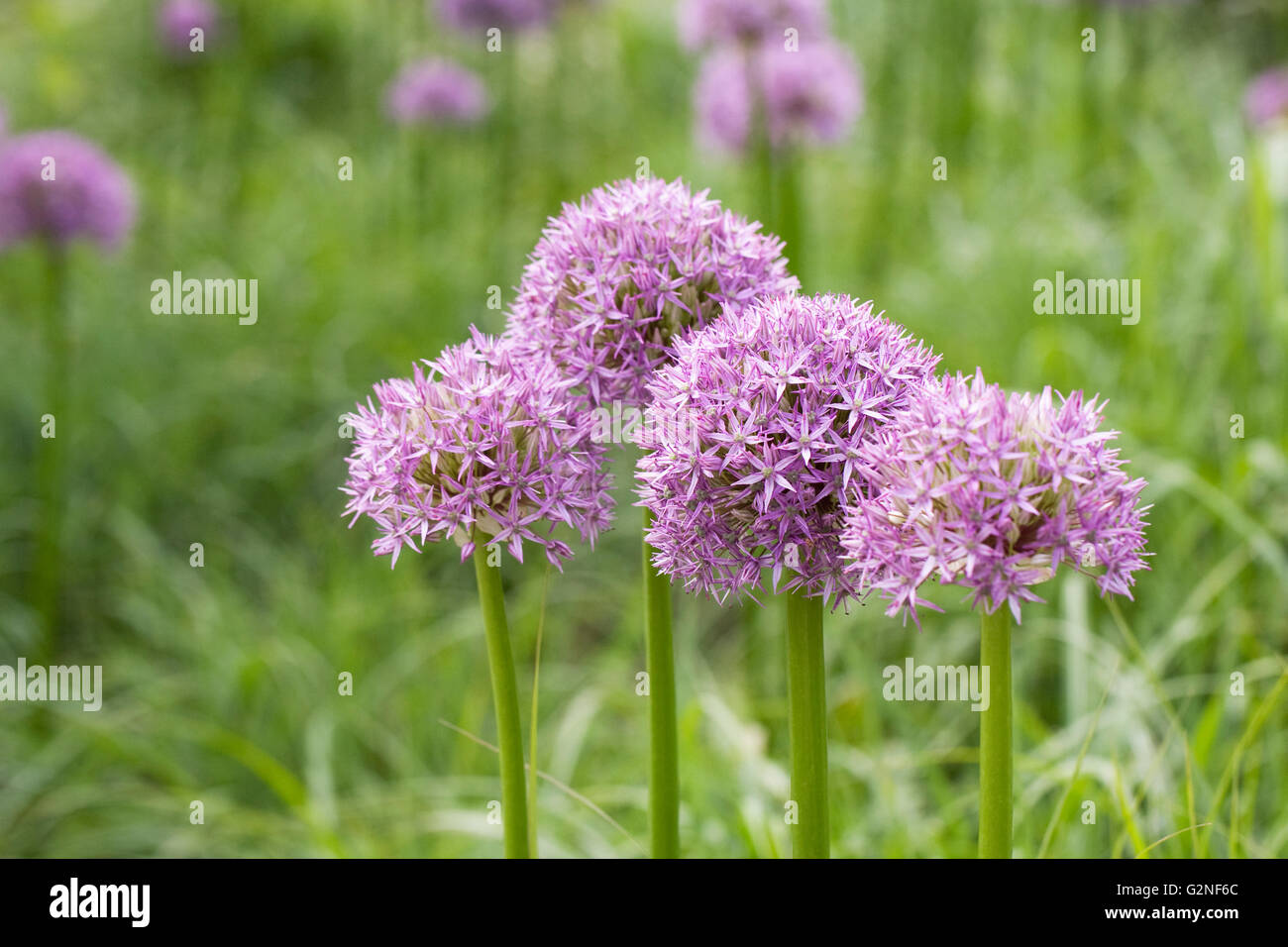 Allium 'Pinball Wizard' growing an English garden. Stock Photo