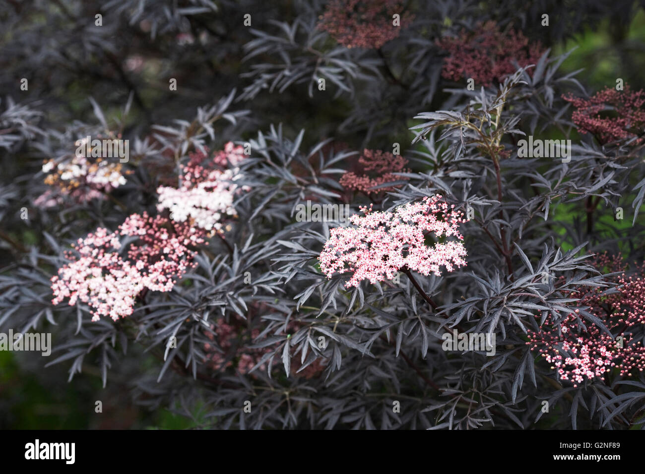 Sambucus nigra f. porphyrophylla (Black Lace) flowers. Stock Photo