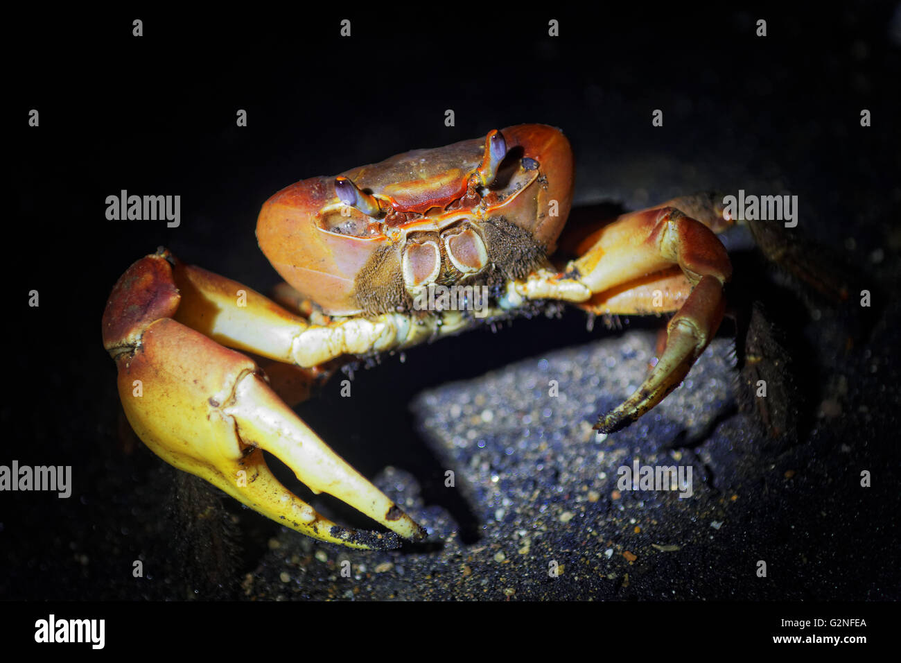 beach crab, Stock Photo