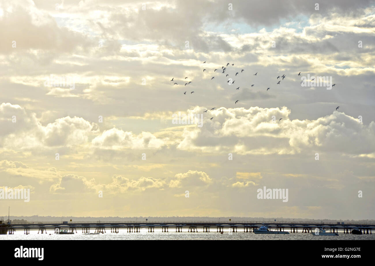Flock of birds flying in heavenly clouds above an ocean jetty, Botany Bay, Sydney, Australia Stock Photo