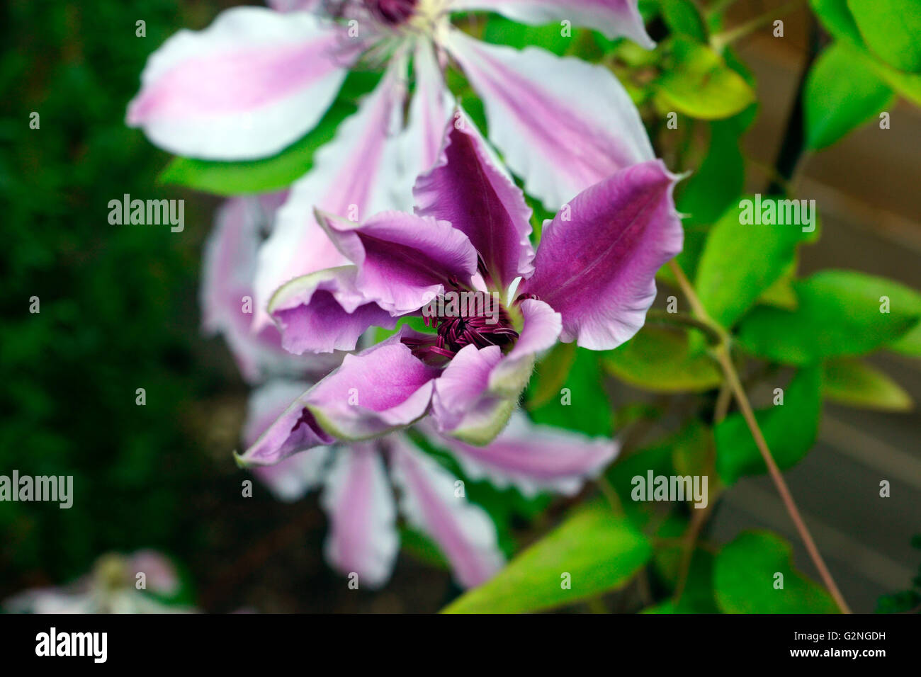 CLEMATIS OPENING FLOWER Stock Photo Alamy