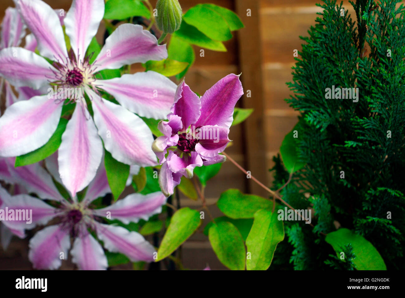 CLEMATIS OPENING FLOWER Stock Photo Alamy