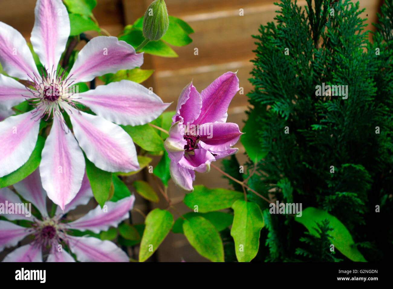 CLEMATIS OPENING FLOWER Stock Photo Alamy
