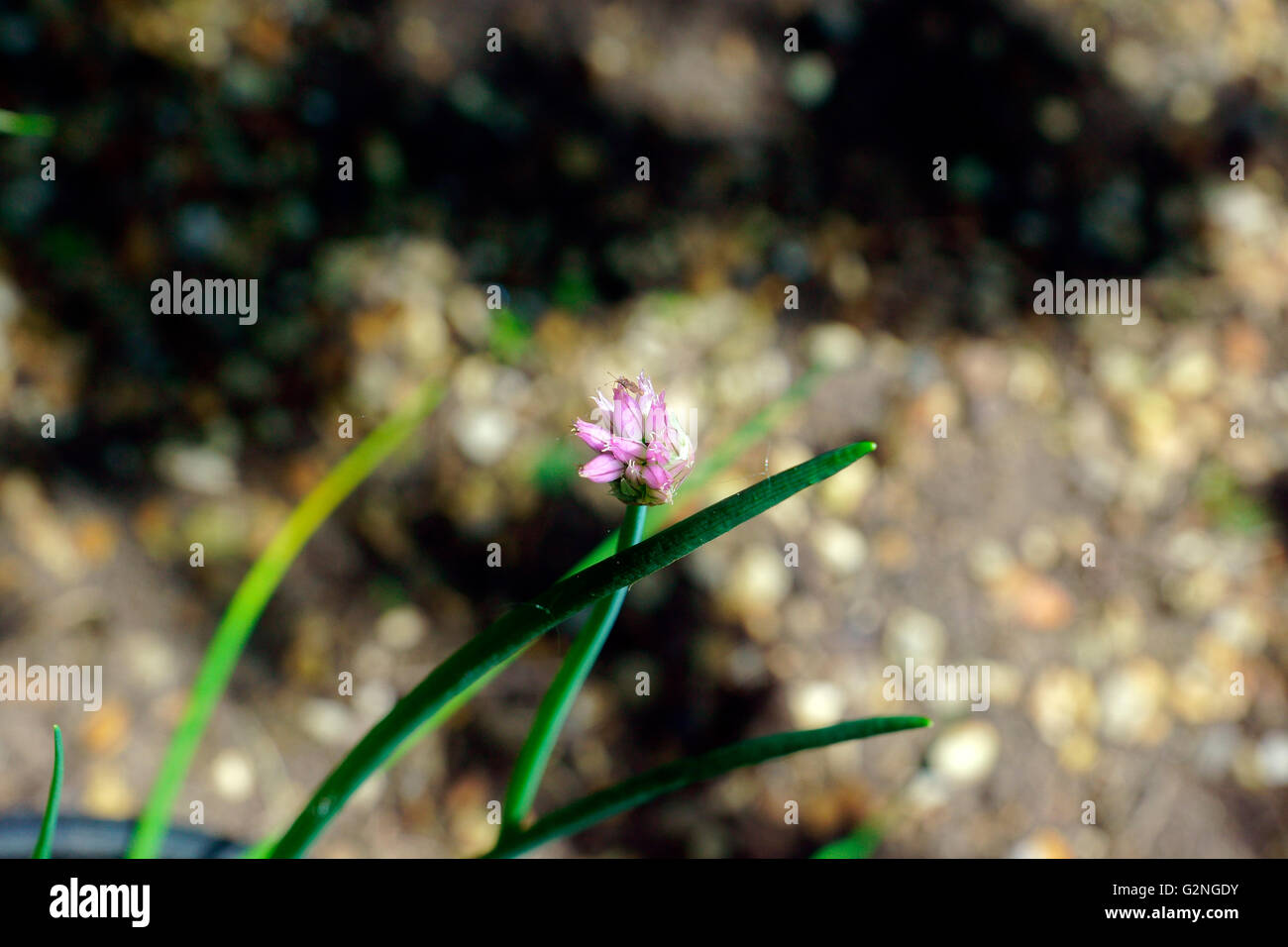CHIVES STARTING TO FLOWER Stock Photo Alamy