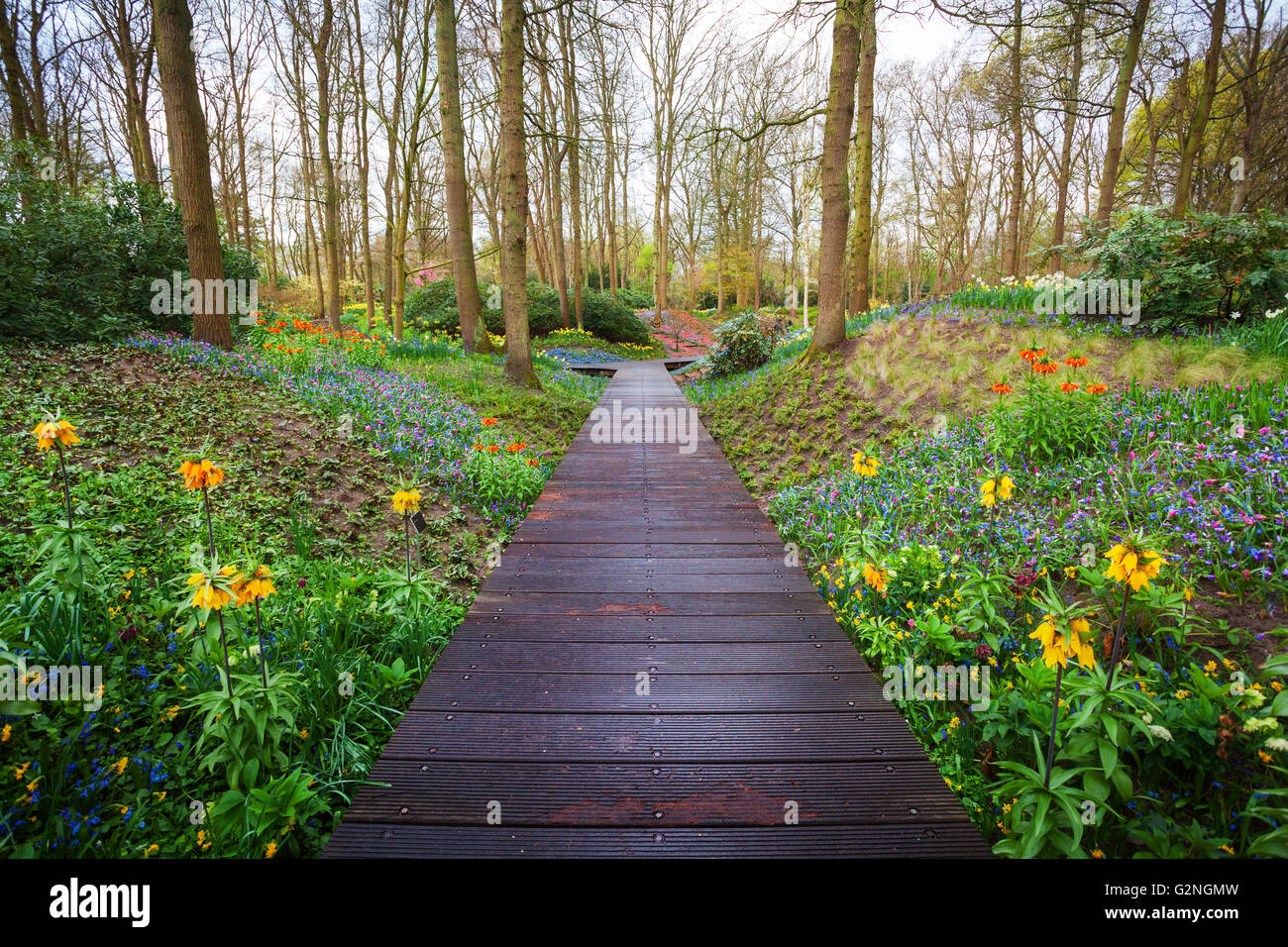 Wooden walkway through the Keukenhof park in Netherlands. Landscape with blooming spring garden. Nature Background Stock Photo