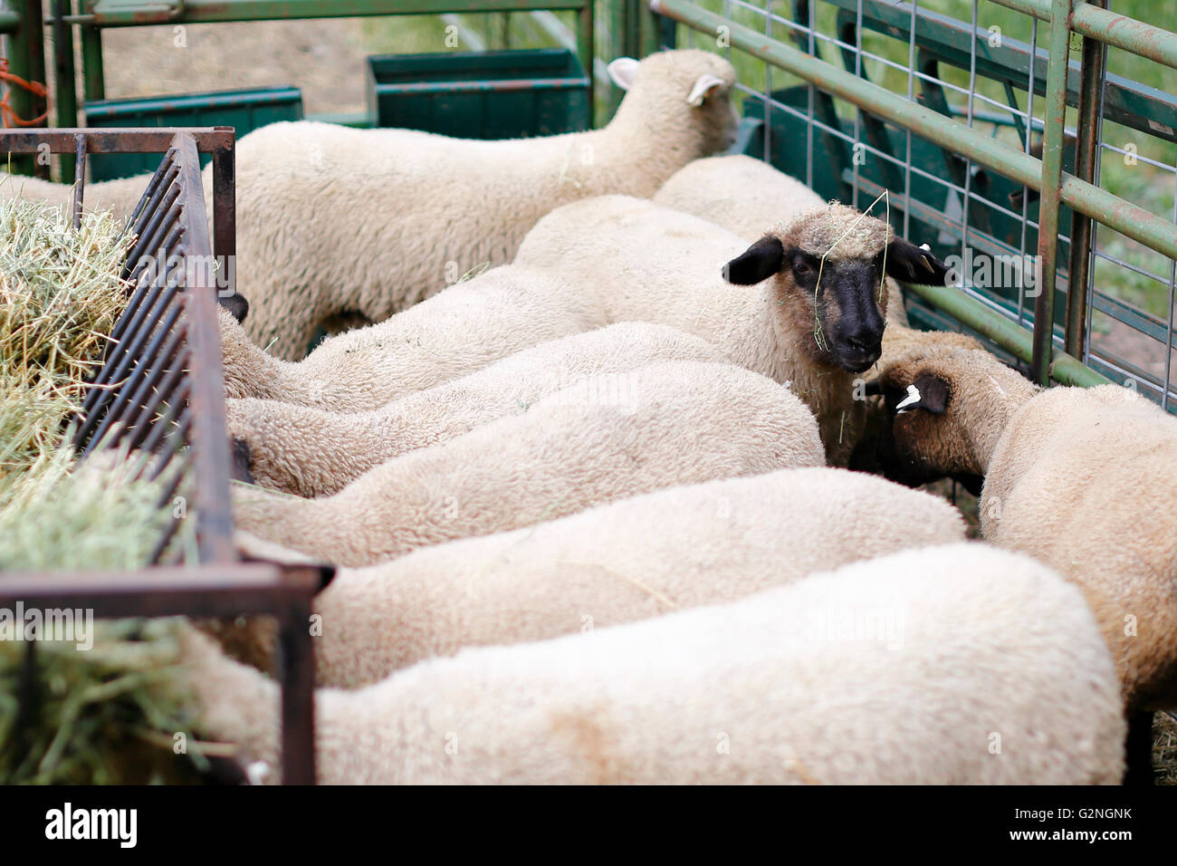 Sheep eating hay in the barnyard on the farm Stock Photo