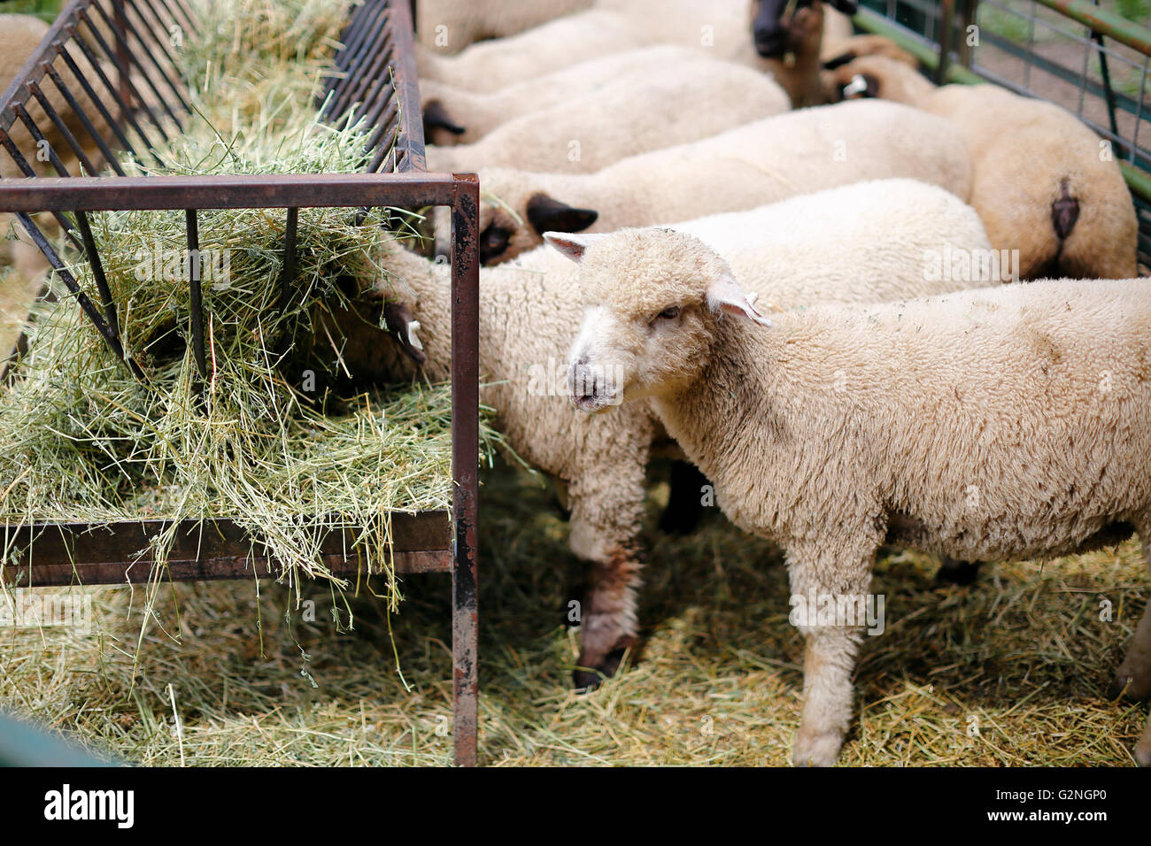 Sheep feeding on hay in the barnyard of a local farm. Stock Photo
