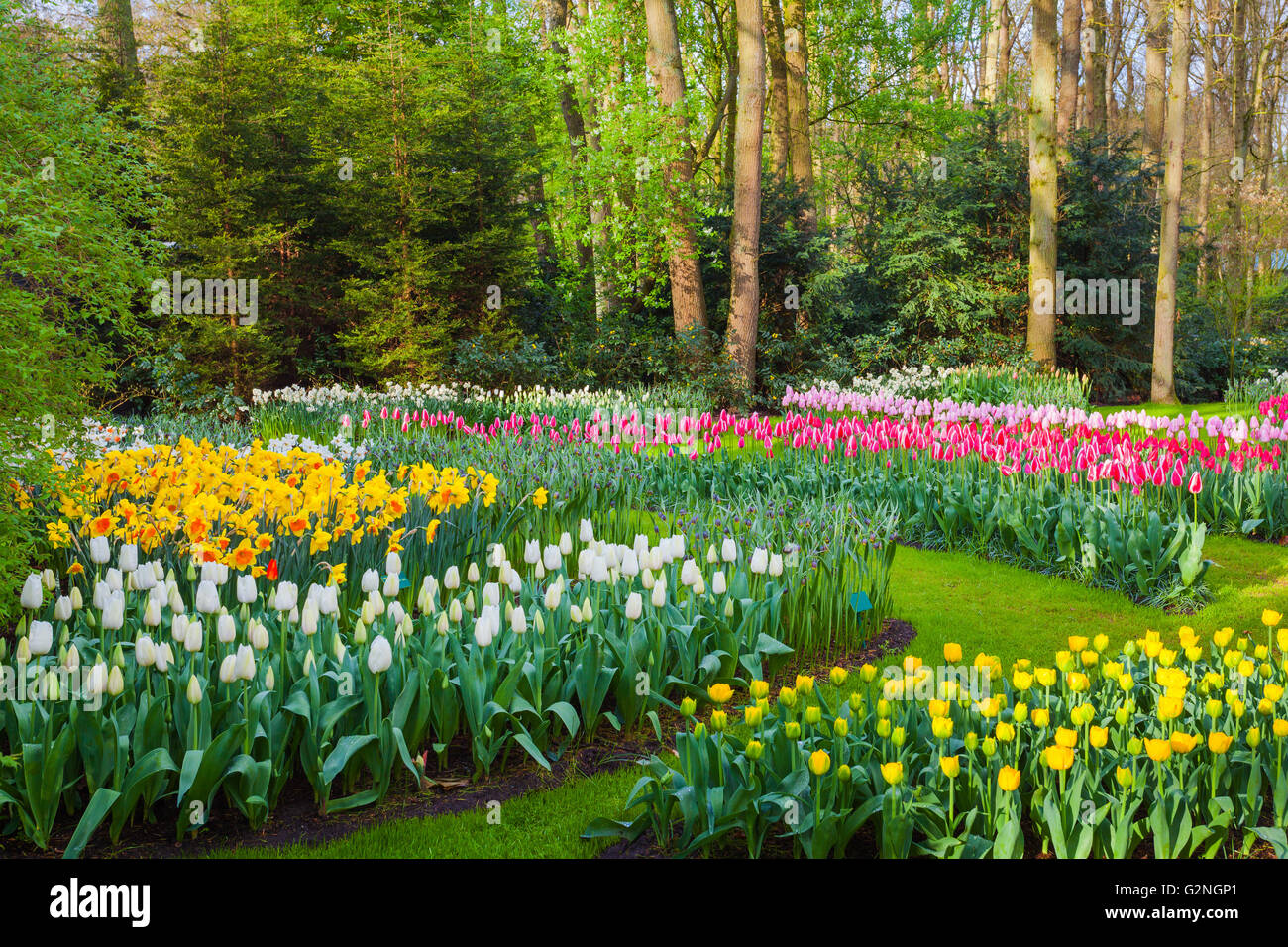 landscape-with-beautiful-blooming-flowers-in-famous-keukenhof-park-in