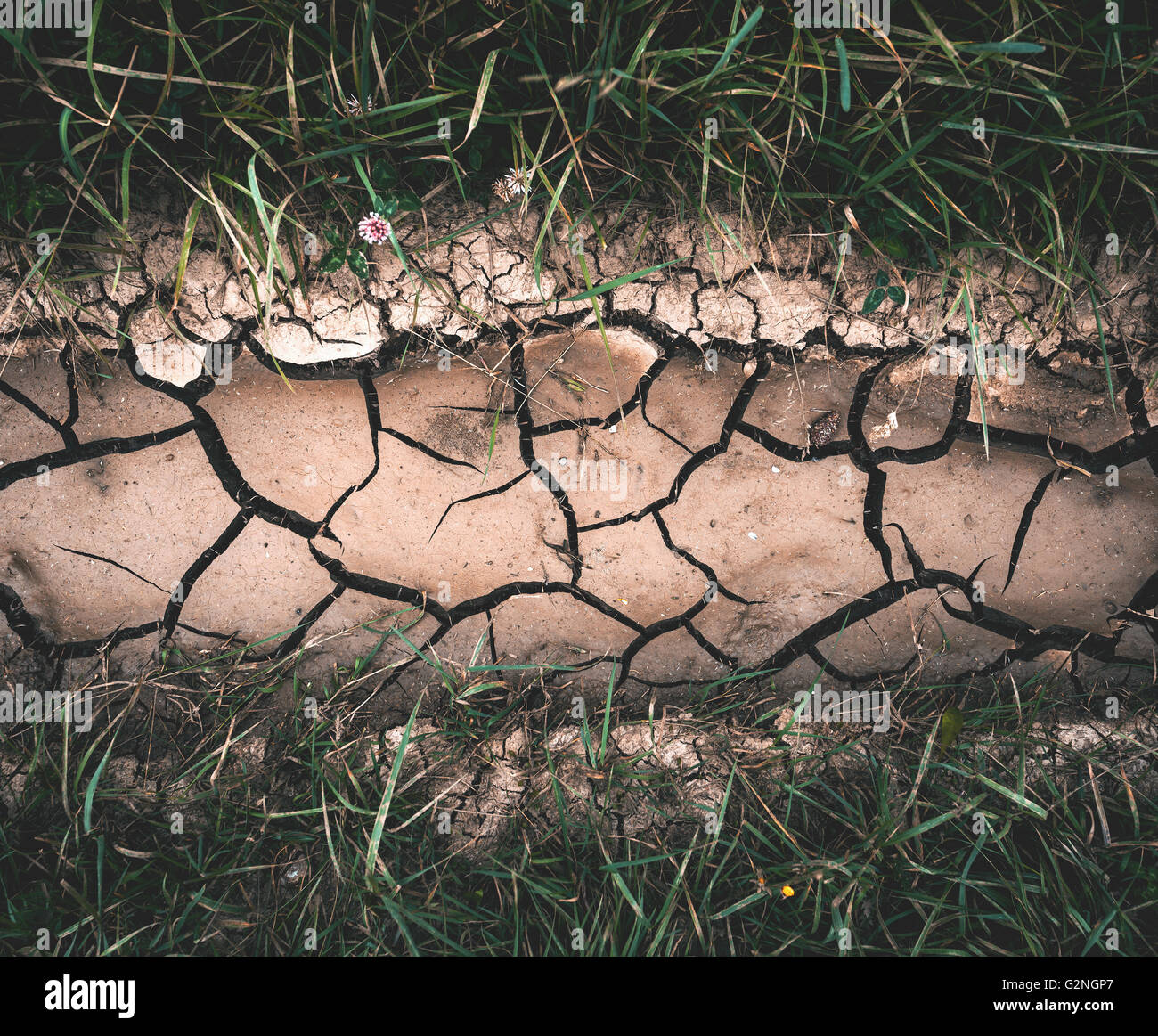 Background with brown dry crack ground with green grass. Nature background with instagram toning. Close-up Stock Photo