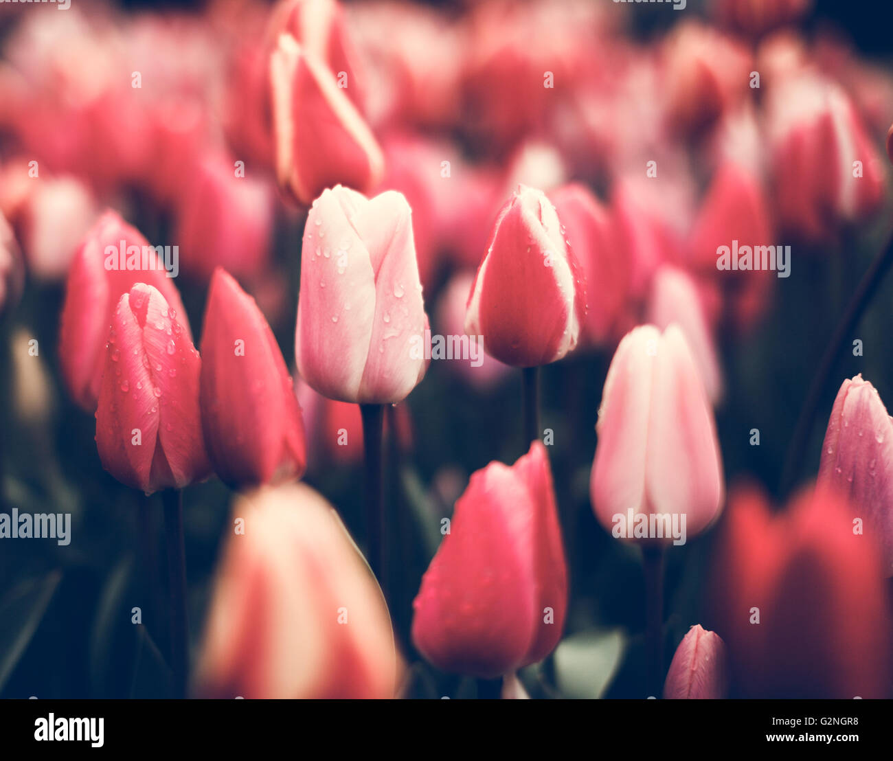 Pink and white tulips in famous Keukenhof park in Netherlands ...