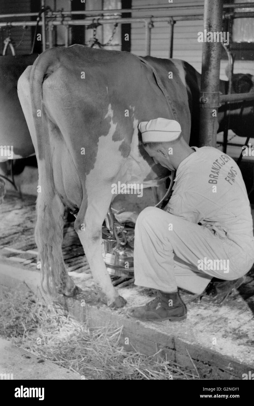 Man Adjusting Milking Machine,Dakota County,Minnesota,USA,Arthur Rothstein for Farm Security Administration (FSA),September 1939 Stock Photo