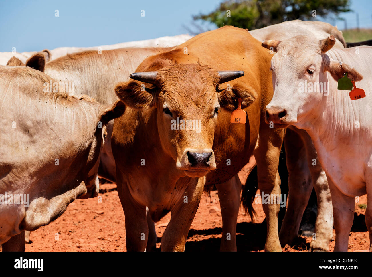 A close up view of a few cows in Oklahoma, USA. Stock Photo