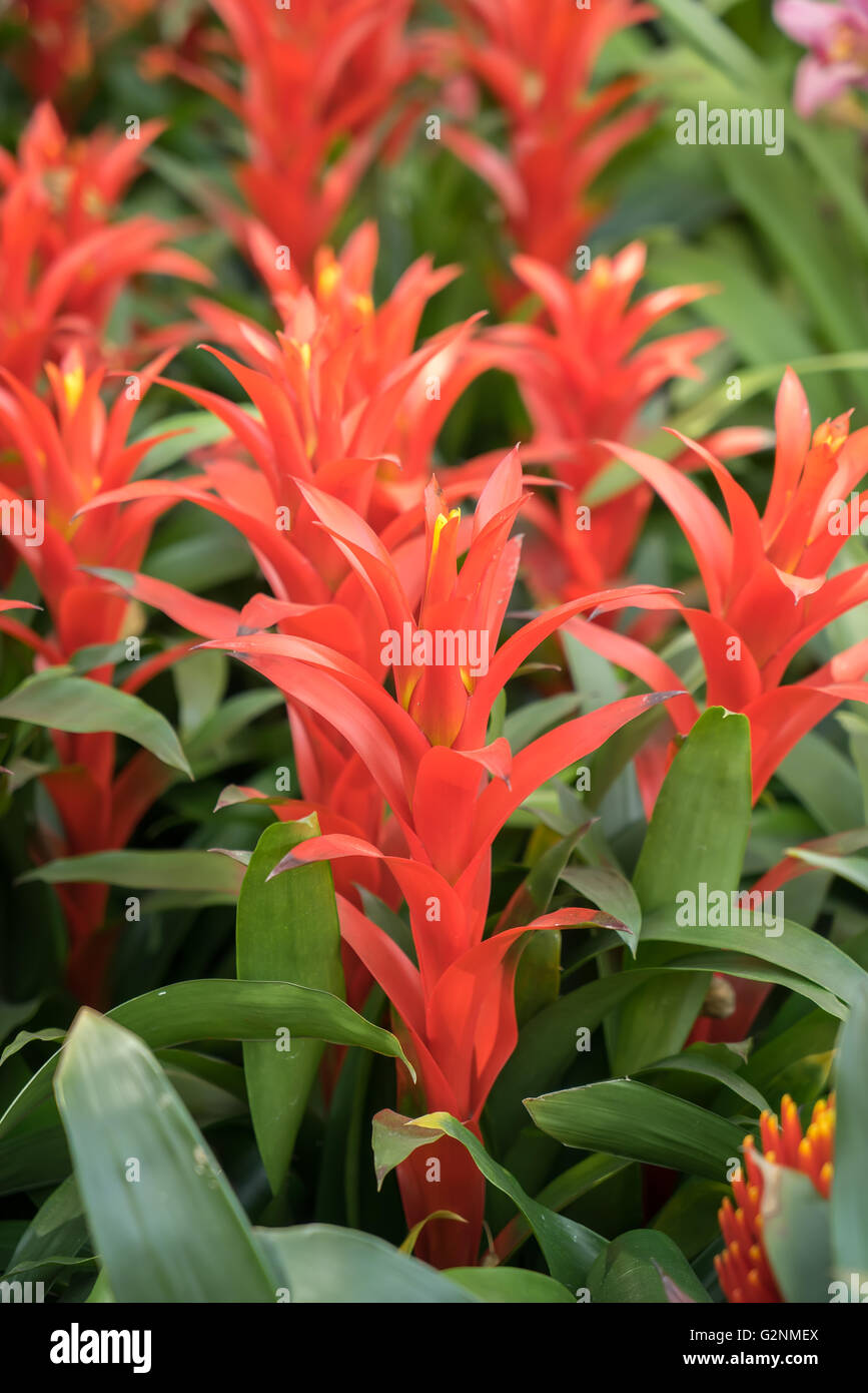 beautiful guzmania magnifica flower Stock Photo