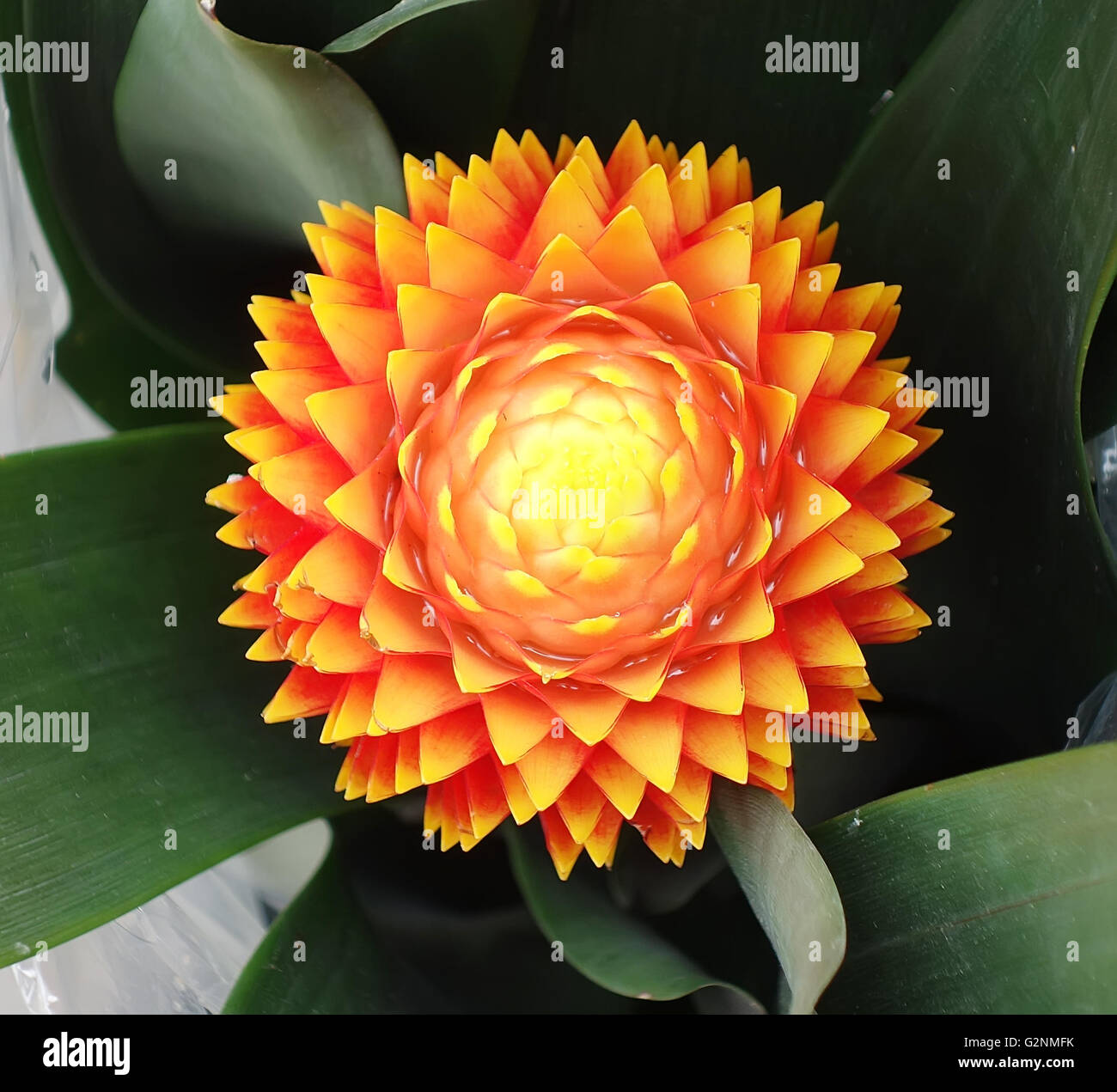 beautiful guzmania magnifica flower Stock Photo