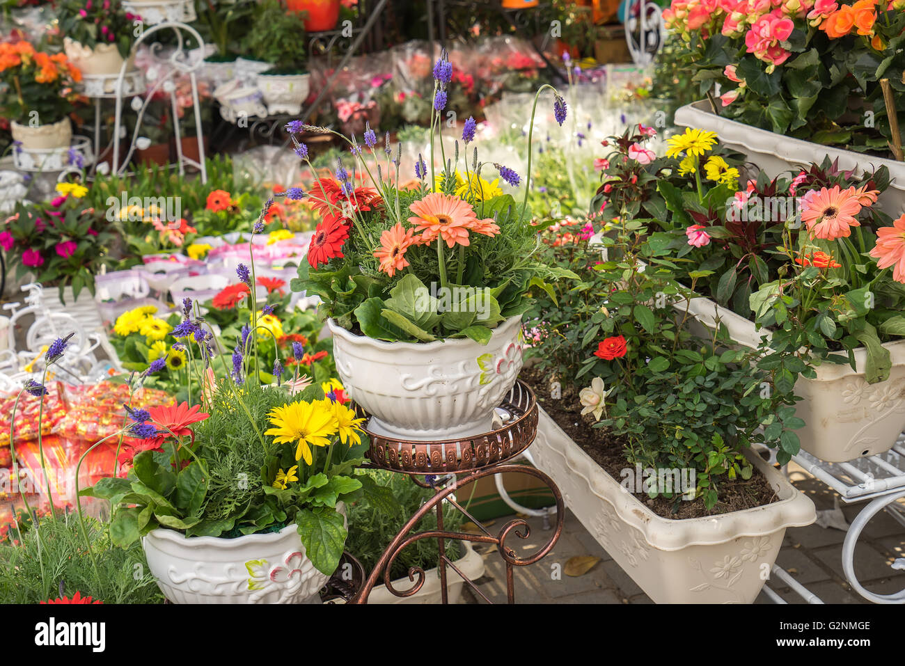 Center plants hi-res stock photography and images - Alamy
