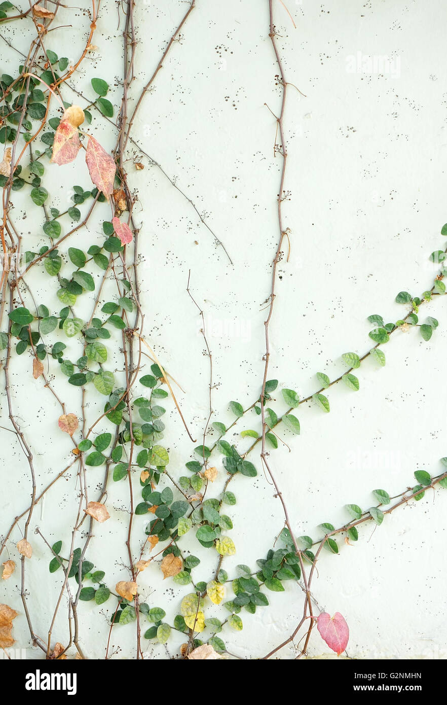 ivy leaves isolated on a white background Stock Photo - Alamy