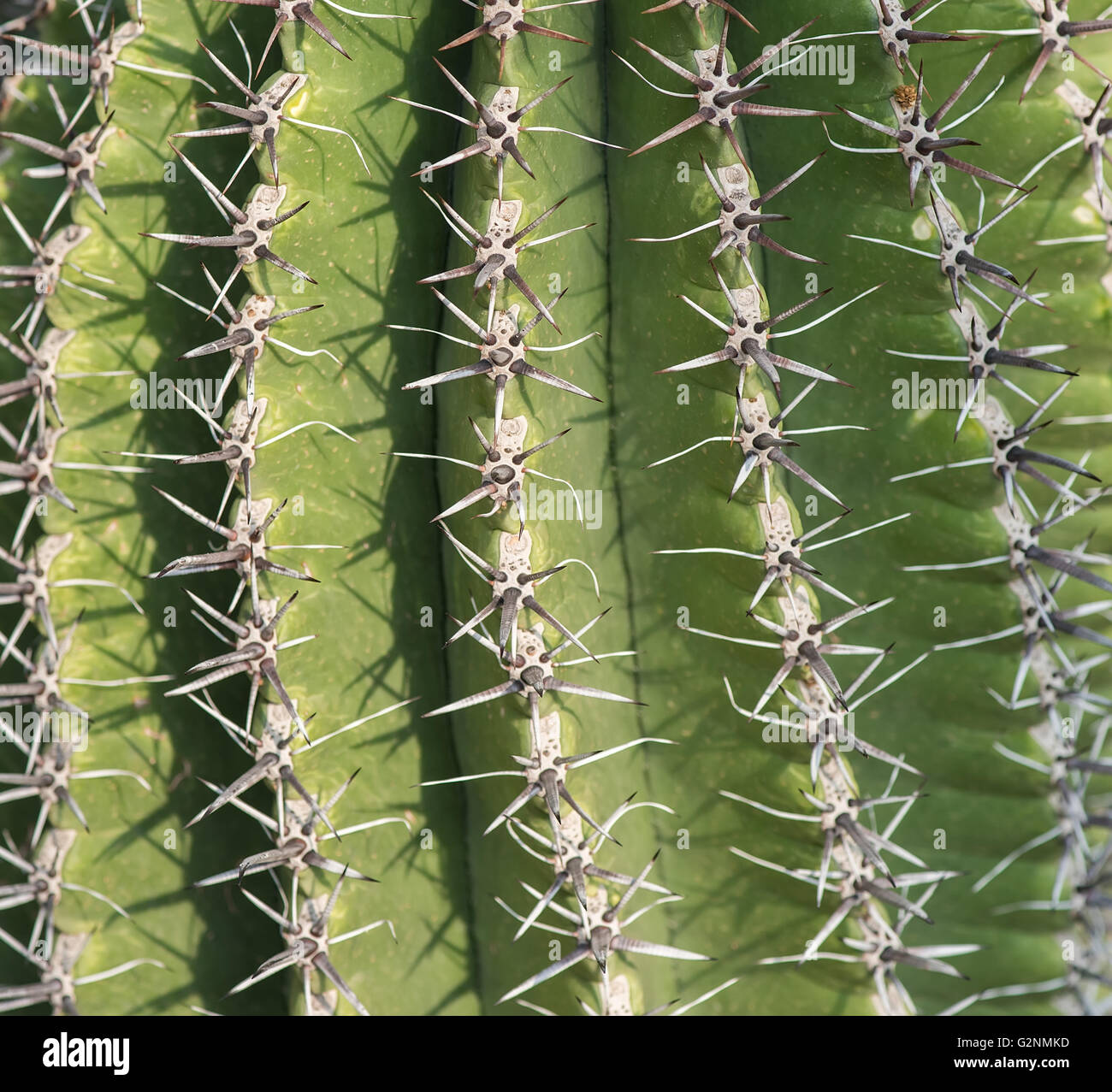 cactus close up Stock Photo - Alamy