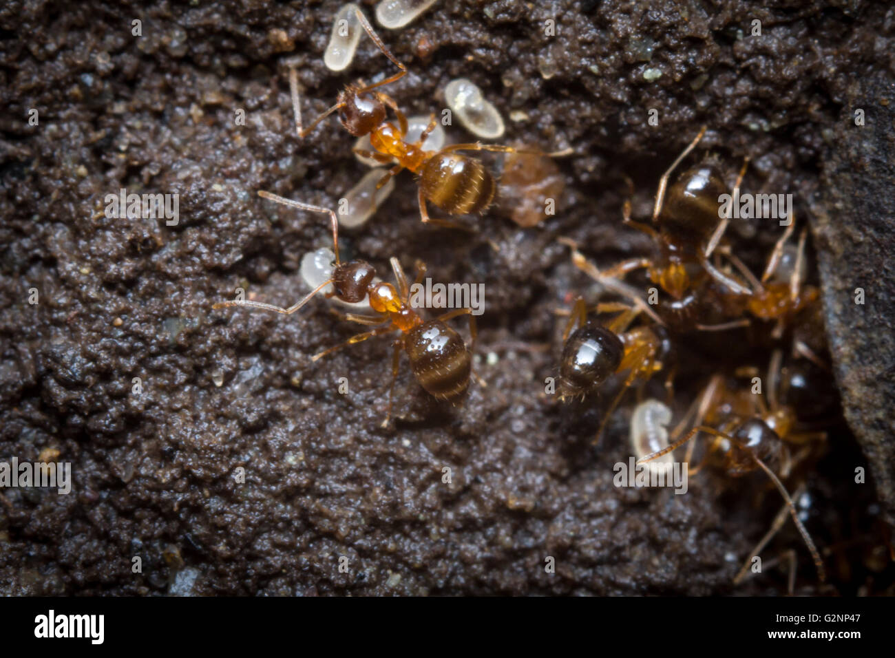 Red ants tend their eggs in macro close up Stock Photo