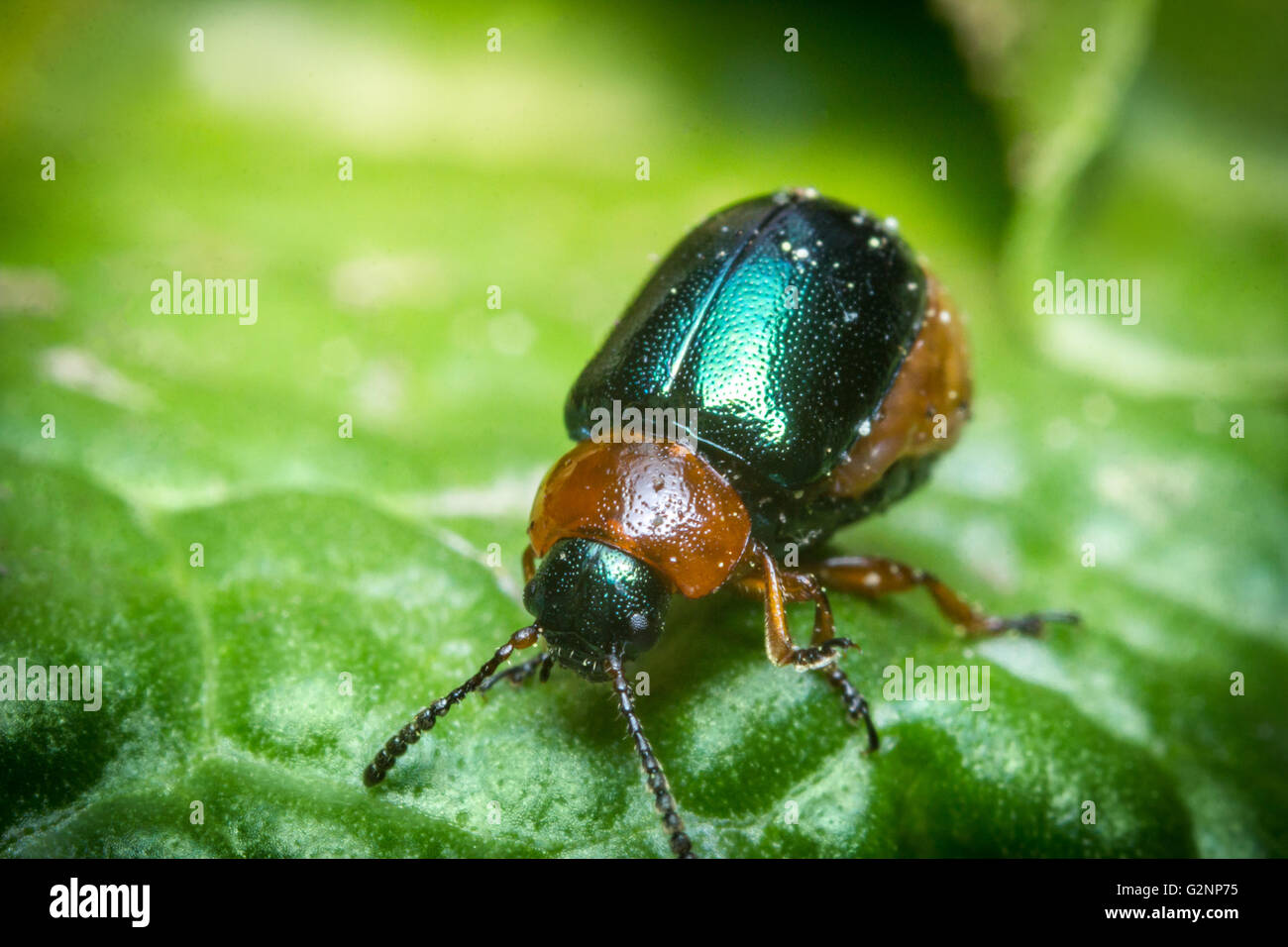 Close up macro shiny green and orange leaf beetle Stock Photo