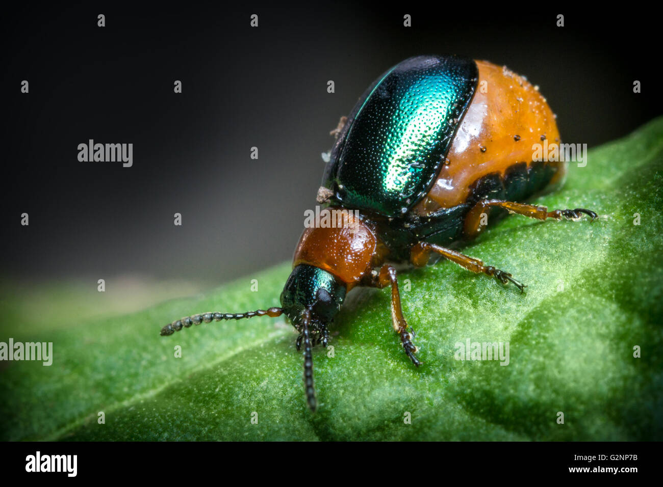 Close up macro shiny green and orange leaf beetle Stock Photo - Alamy
