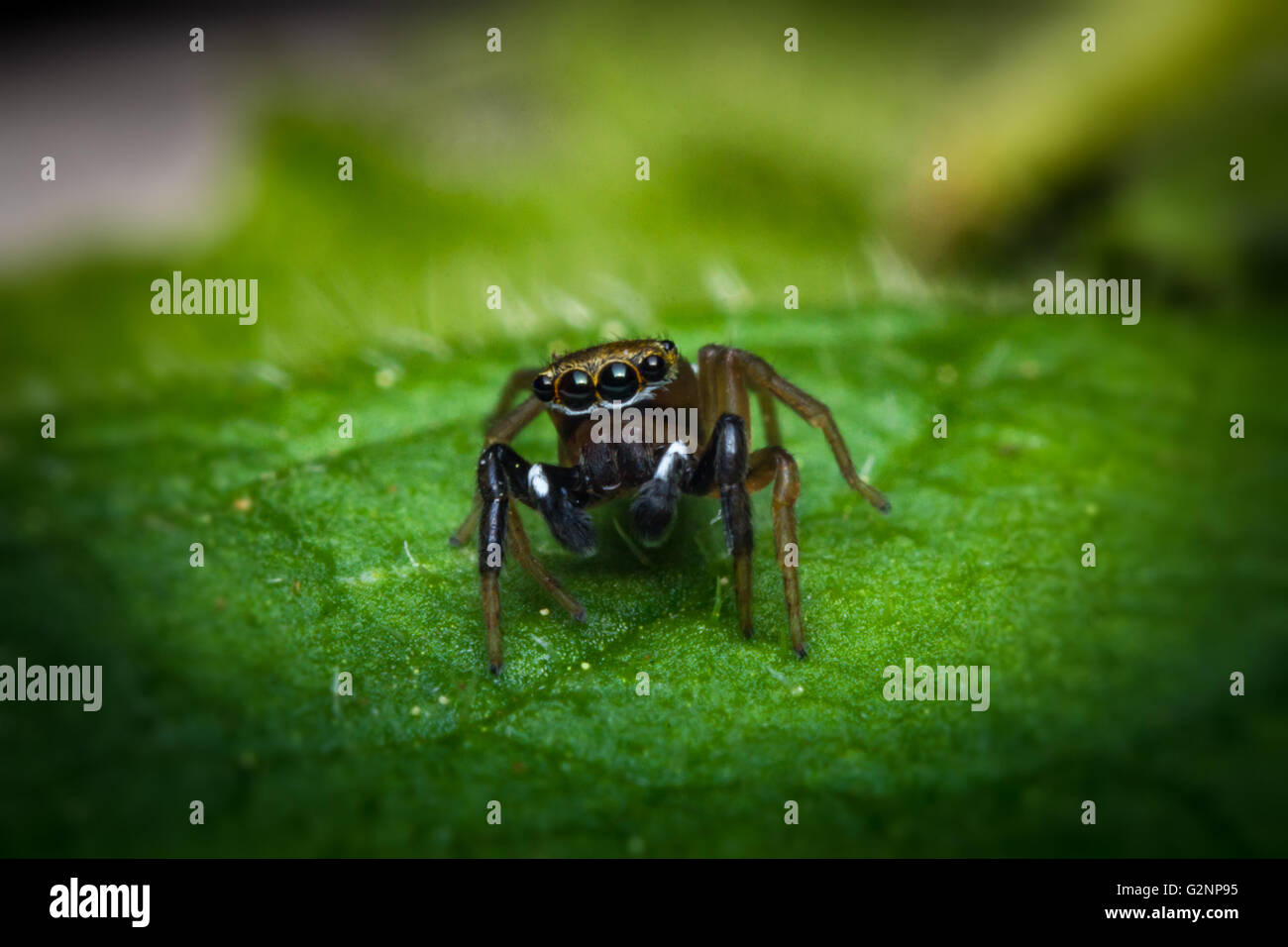Super macro close up jumping spider on green leaf Stock Photo - Alamy