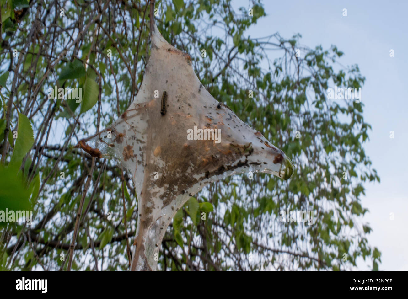 Eastern tent caterpillar parasitic nest on tree branches Stock Photo